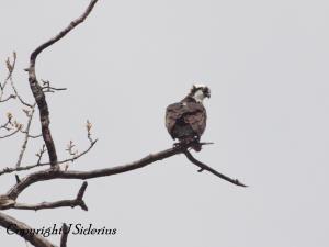 first Osprey of 2013