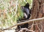 Black bear