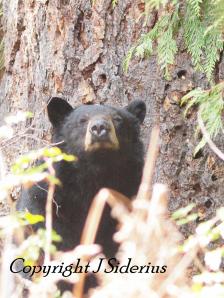 figuring out what to do with his nose