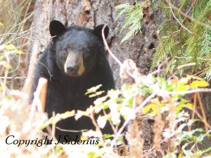 awake and looking for food
