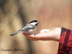 A hungry chickadee
