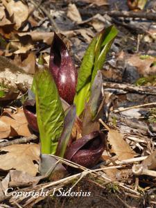 Eastern Skunk Cabbage