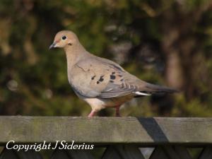 Mourning Dove