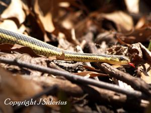 Eastern Garter Snake