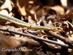 Eastern Garter Snake