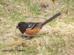 Spotted Towhee