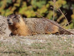 Out finding young plants to eat