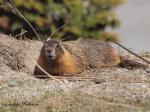 Yellow-bellied Marmot