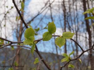 Fresh and vibrant green - new Alder leaves