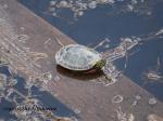 Painted Turtle
