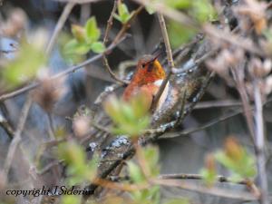 The Hummingbirds are back!