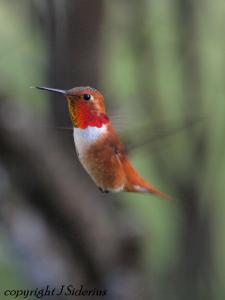 The first hummingbird I have seen this spring!