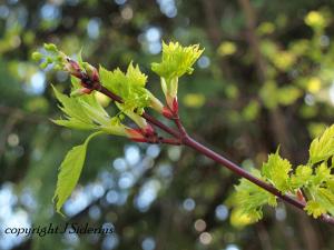 Fresh Douglas Maple leaves.  This small maple grows in forest openings.