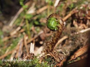 An Ostrich Fern fiddlehead.  These are good eating if they are steamed.