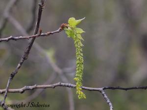 Alder catkin
