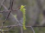 Alder Catkin