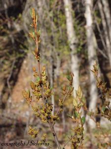 Soopalalie (Shepherdia canadensis) in flower