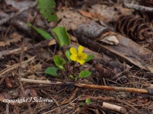 The leaves of this yellow violet stay green over winter.