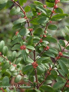 This shrub stays green over winter and is a favourite winter food of elk and deer.