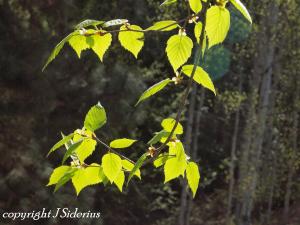 Young Paper Birch leaves in the sun