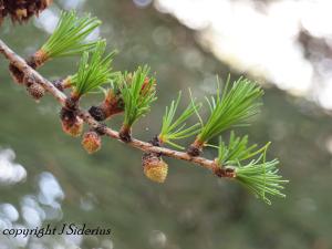 Soft, young Larch leaves.  This tree is a conifer - but not an ever-green.
