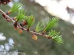 Larch Leaves