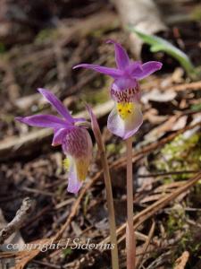 The Fairyslipper is a beautiful orchid that can only grow in association with a specific fungus. 