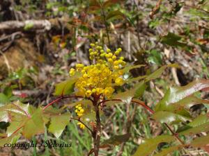 The Oregon Grape flowers eventually produce blue berries that reportedly make great jelly.