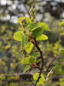 Saskatoon in flower.  The red-blue berries are a favourite bear food and make good jam.