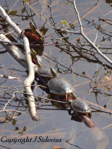 Painted Turtles