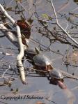 Painted Turtles