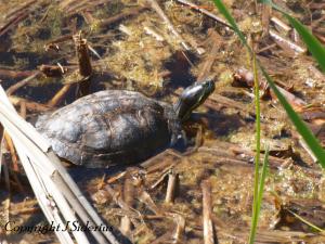 Big Old Female Painted Turtle