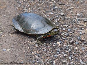 trying to cross the road