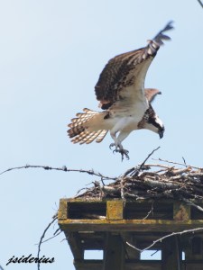 An Osprey landing on the nest