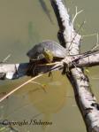 Painted Turtle