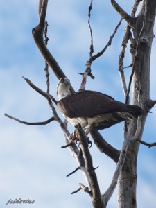 An Osprey looking for fish