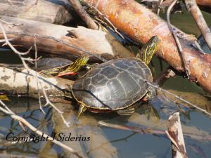 Painted Turtles