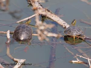 Painted Turtles