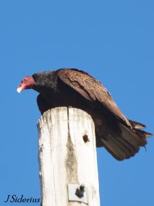 Keeping an eye out for feeding opportunities