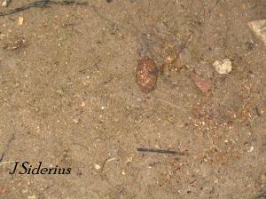 Beaver Scat.  Full of wood slivers.  ouch.