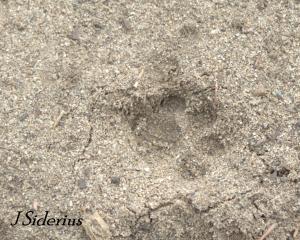 Bobcat track in sand