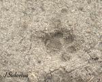 Bobcat track in&nbsp;sand