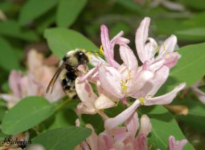 Bumble Bee on a blossom.  