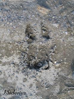 Mountain Caribou Track