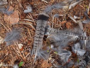 And a Cooper's Hawk was here