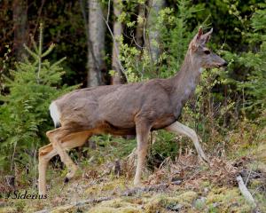 Heading back into the bush