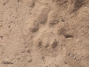 A Cougar Track in Sand
