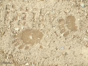 Black bear cub tracks in sand