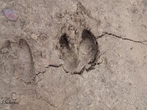 Elk Track