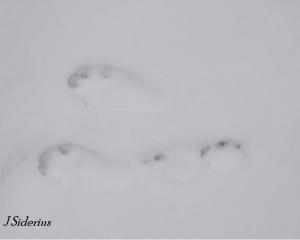 Snowshoe Hare 